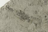 Plate Of Graptolite Fossils - Rochester Shale, NY #203265-2
